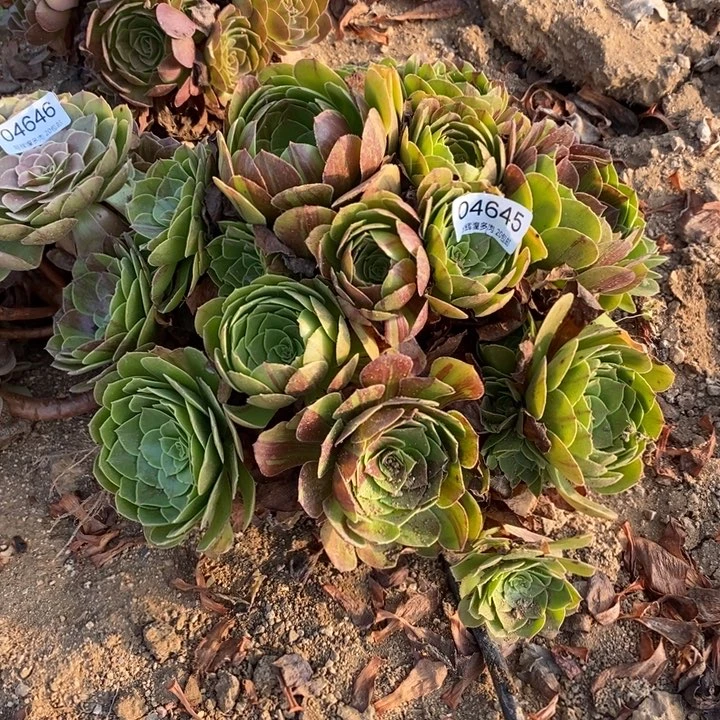 04654花月夜多肉植物大时