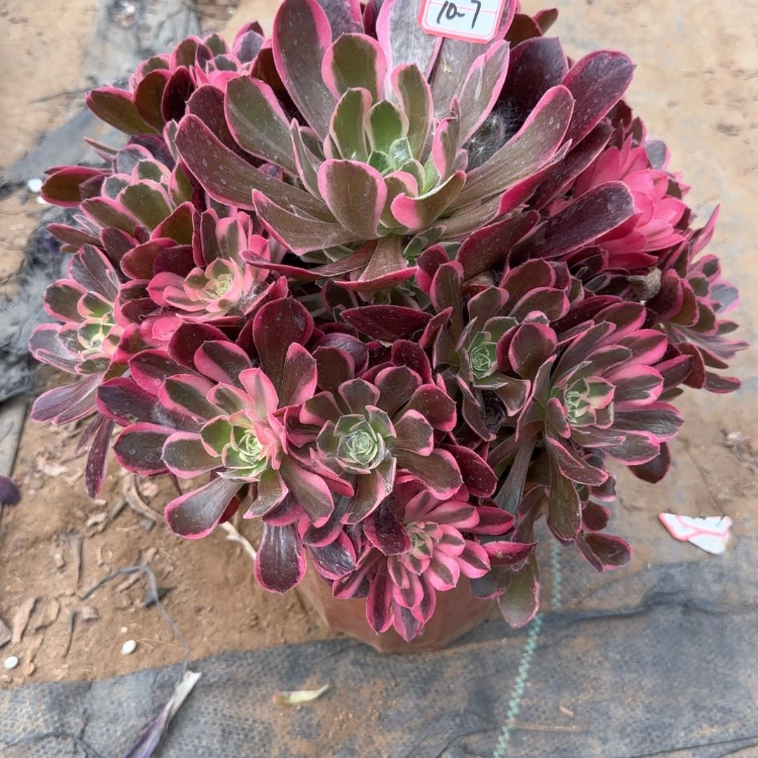 10-7皇后多肉植物