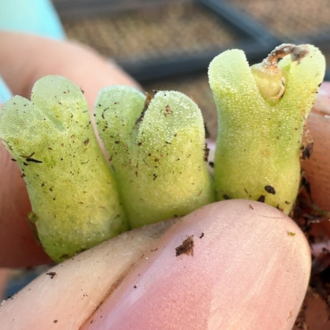 373冰渣子东风三颗