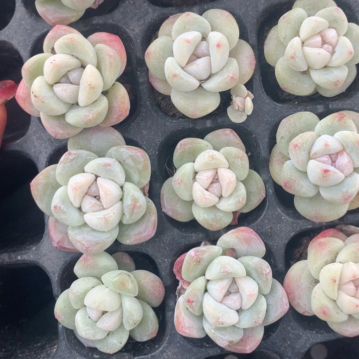 冰玉小脸3颗  （不满9.99发空盆冷地区不拍保温扣3.9多肉）