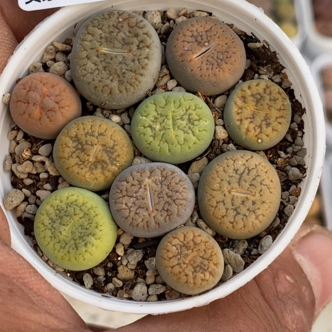 0258 直播间一物一拍
