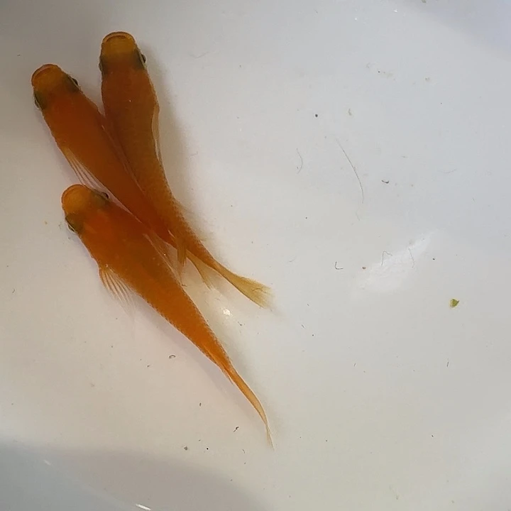 海水鱼52号拍品长鳍红初恋短