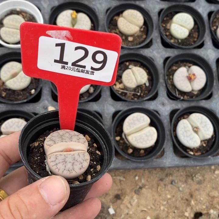 A***a生石花的季节是129