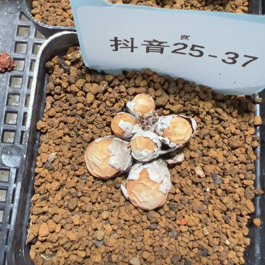 25-37肉锥多肉植物