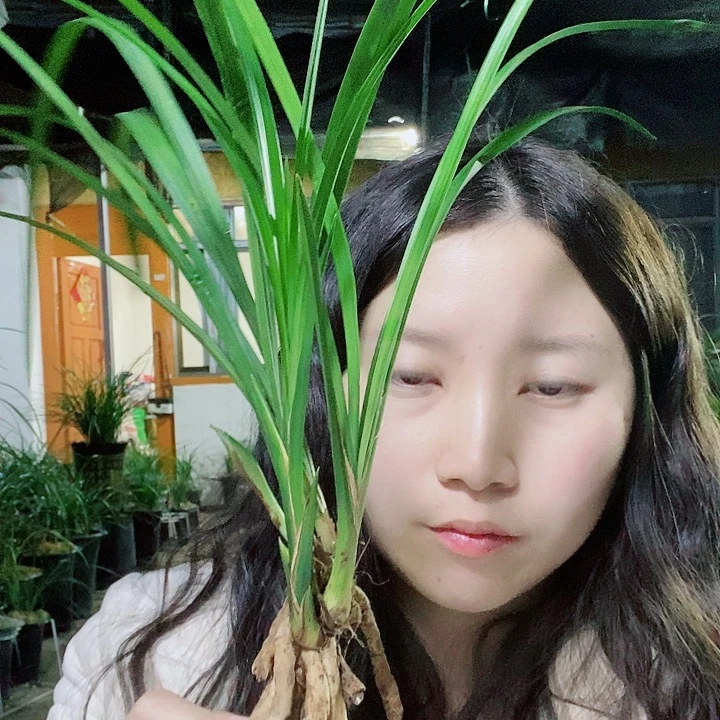 完全开放大雪素大雪素