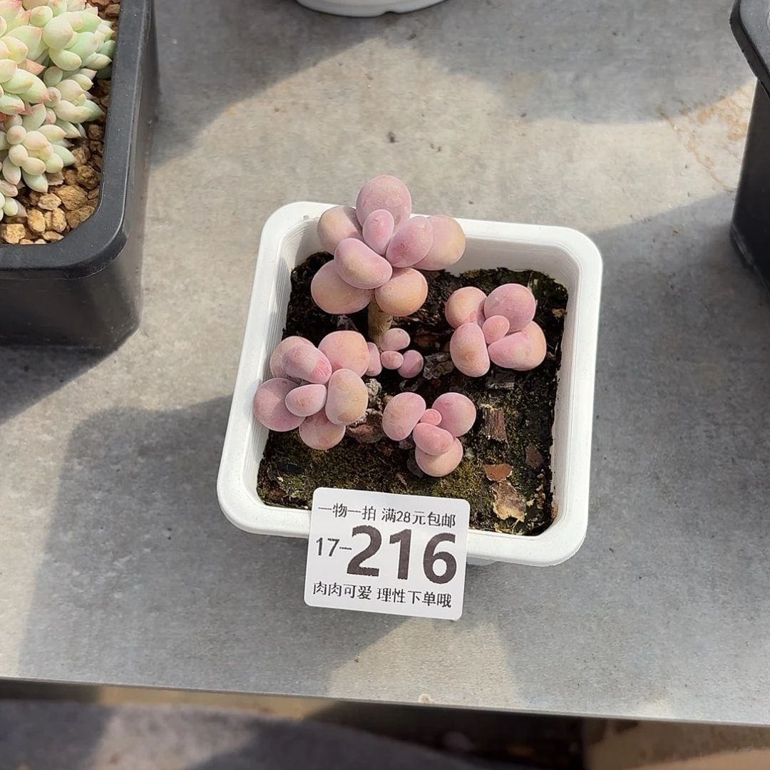 桃蛋无盆土发货无