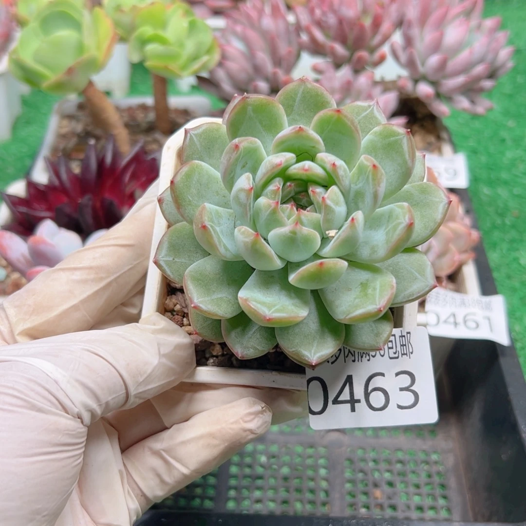 无花朵多肉一物一拍植物0463