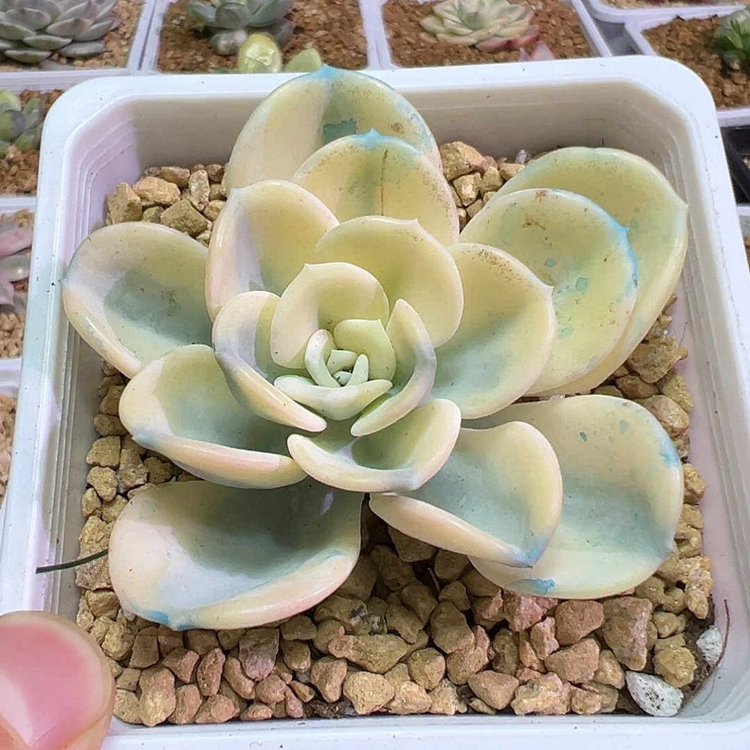 美尻头盖多肉植物