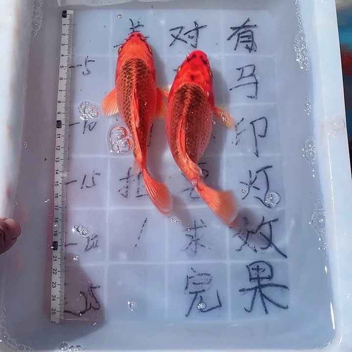 蝴蝶鲤鱼渔场直发88