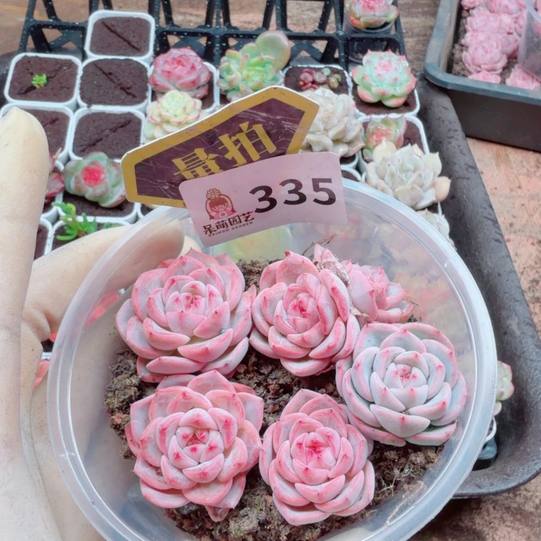 多肉植物多肉植物
