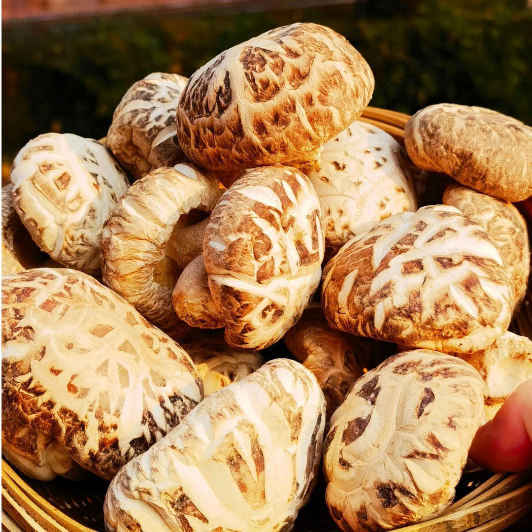 云南土特产山货～天山雪莲菇～阿红臻选