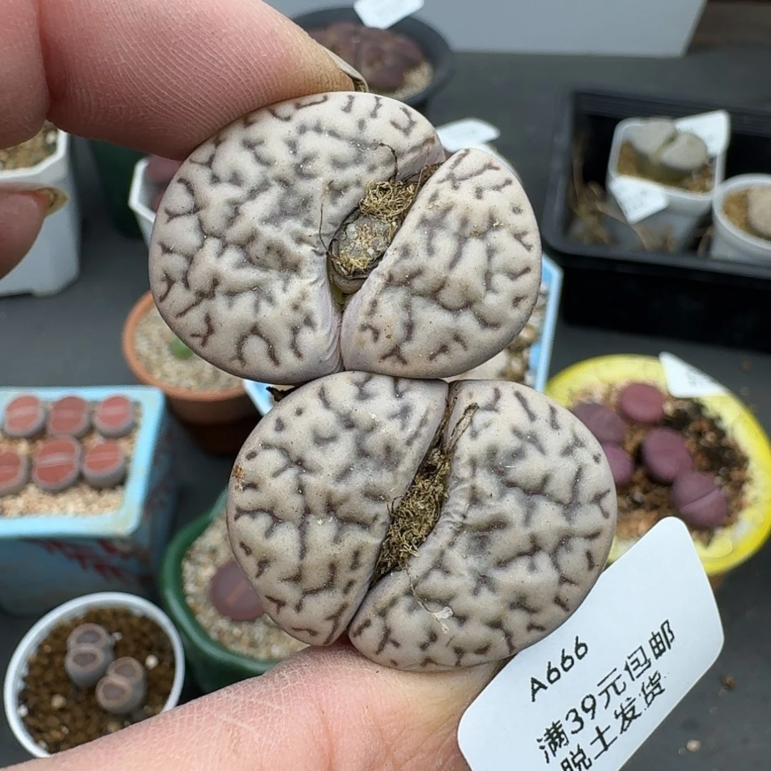 666多肉哈哈哈哈哈哈