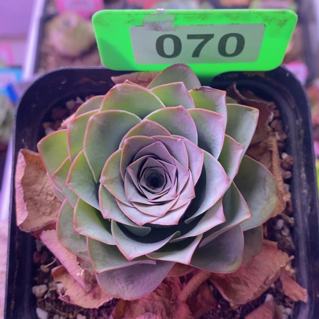 雪霁玫瑰一物一拍070