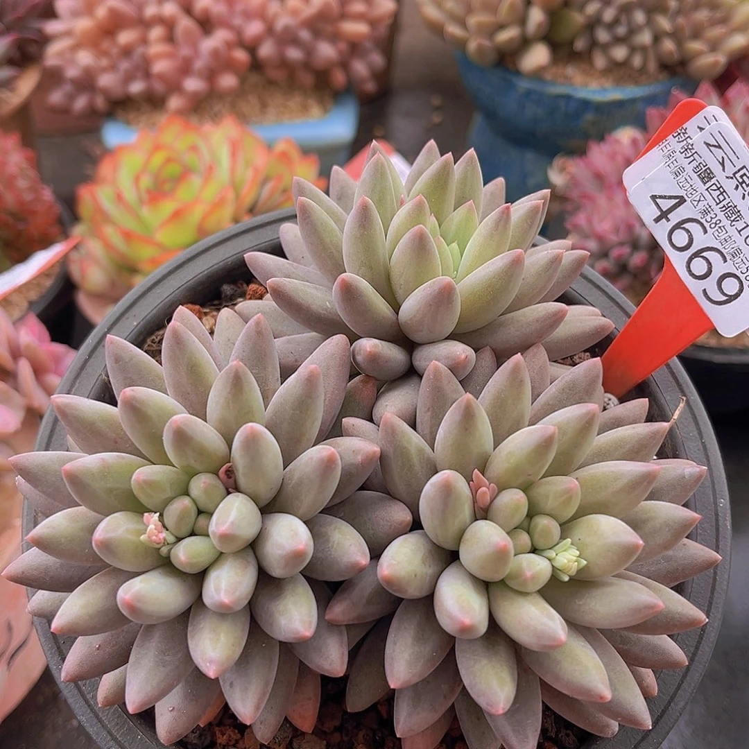 4669水晶球多肉植物