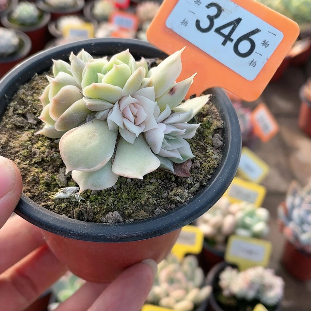 【闪购商品】346号