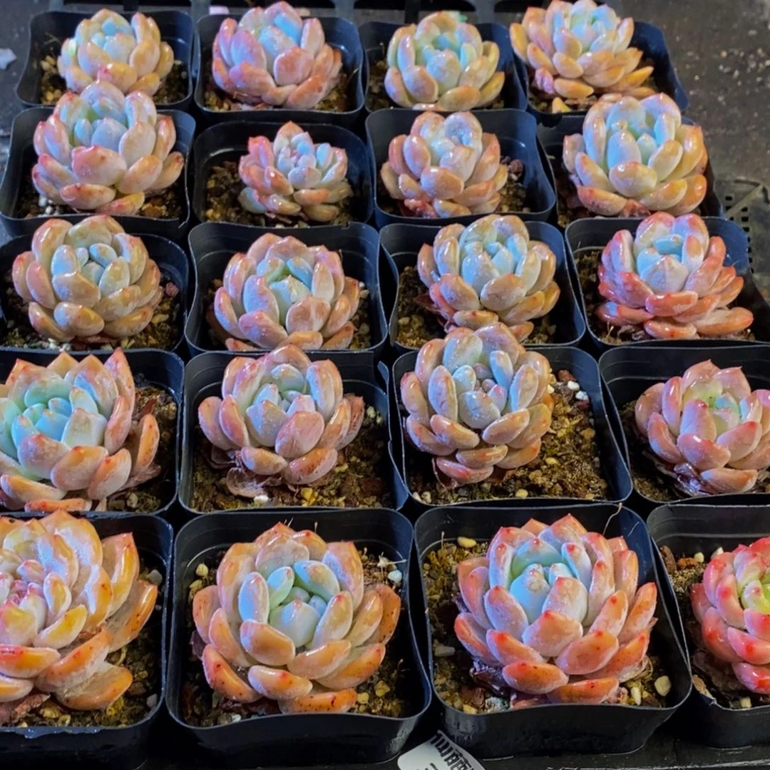 396多肉植物保护研究所所长助理