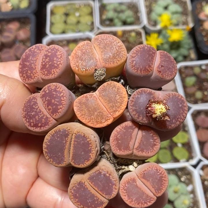 优选漂亮彩双头特价