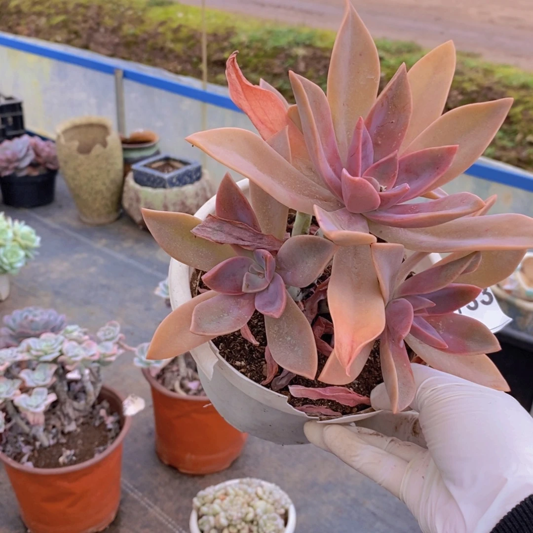 733太妃糖一物一拍