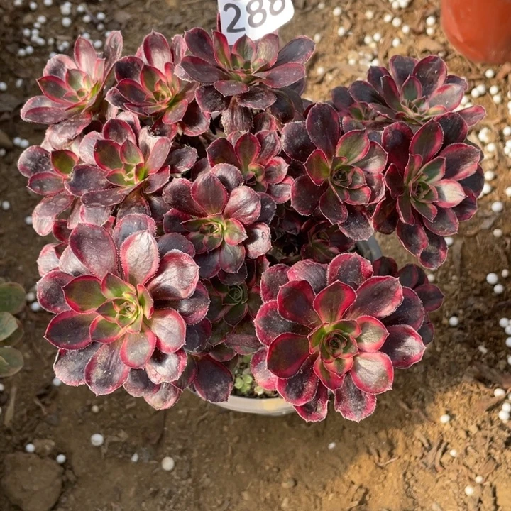 无花朵288多肉植物丽娜