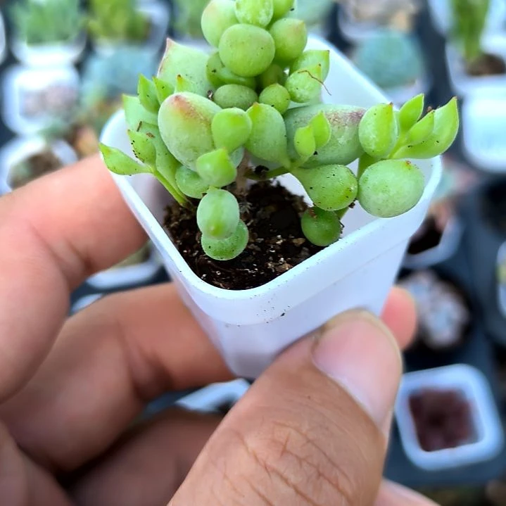 达摩多头，满5元包邮