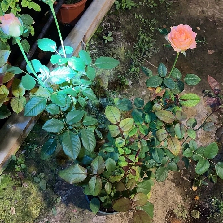 无花朵芭芭蕾拉中苗