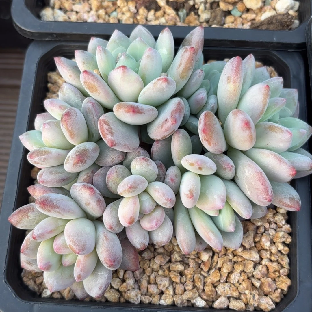 无花朵卡尔顿无砍自然群