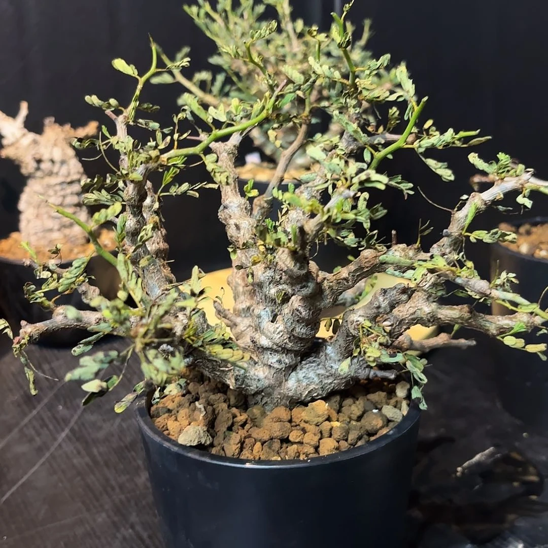 a***t沙漠苏木带盆土。