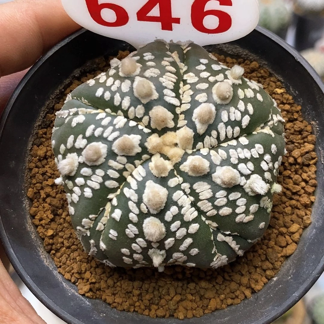 646特价款五愣福利