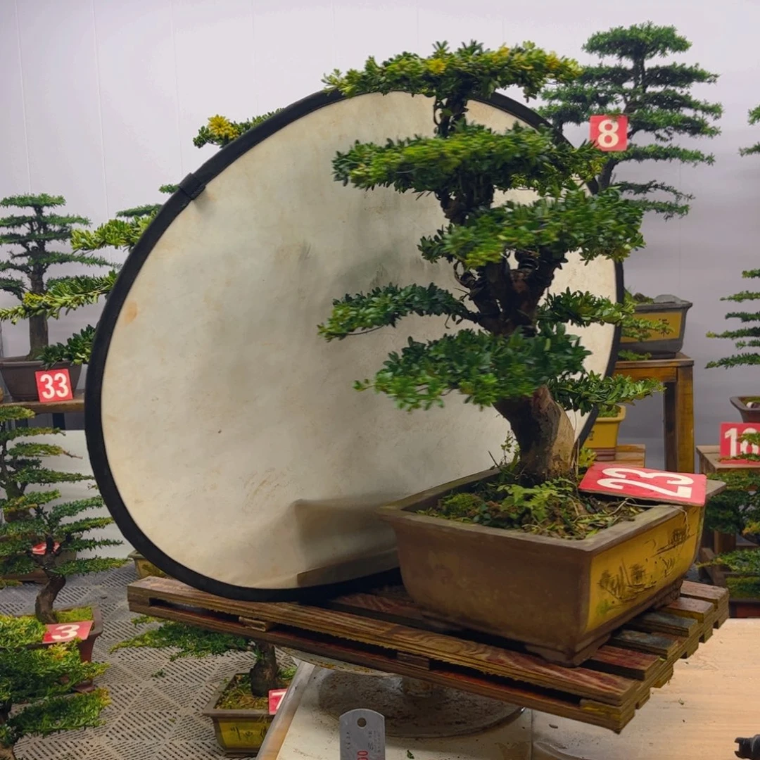 完全开放罗汉松盆景两棵