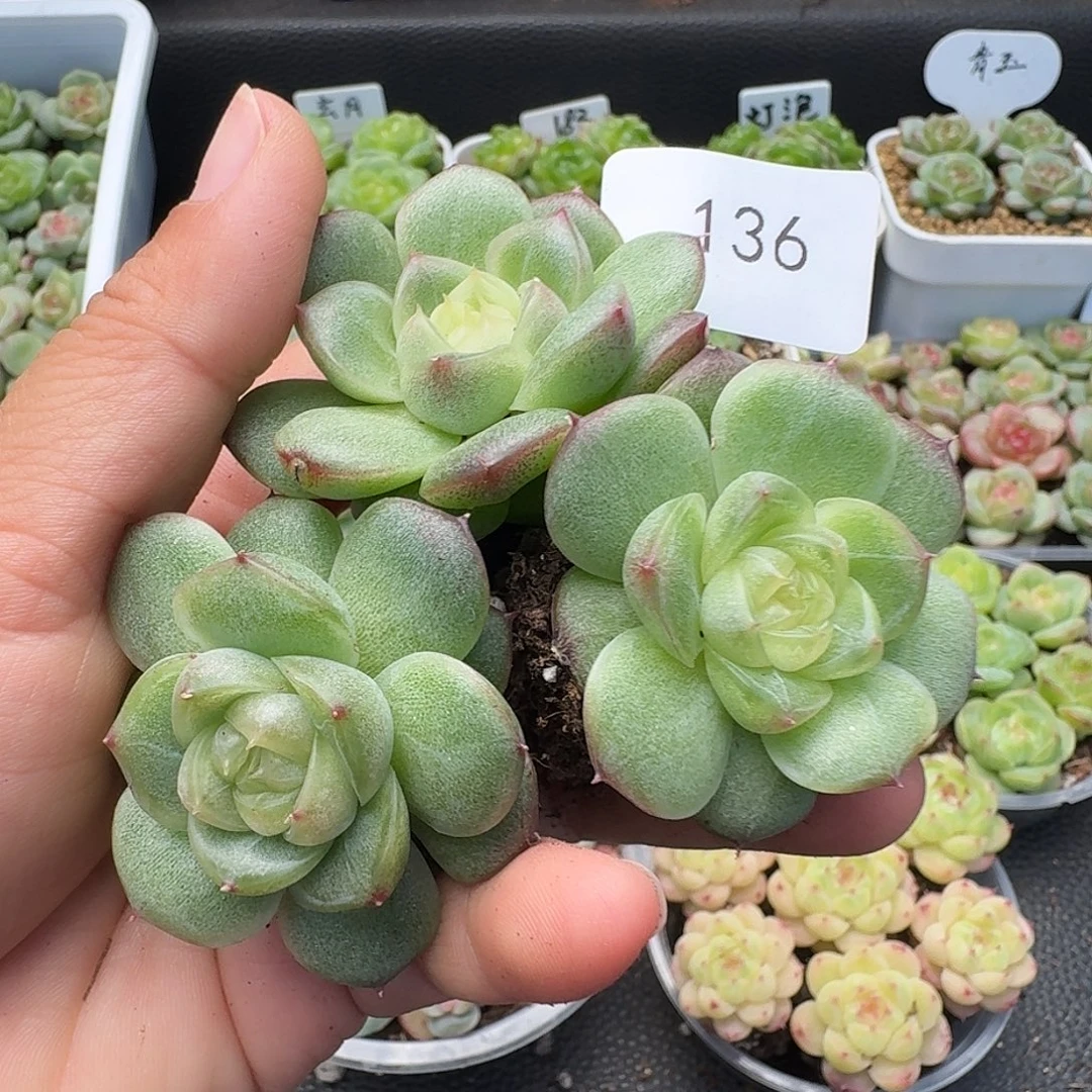 一物一拍一物一拍918-136