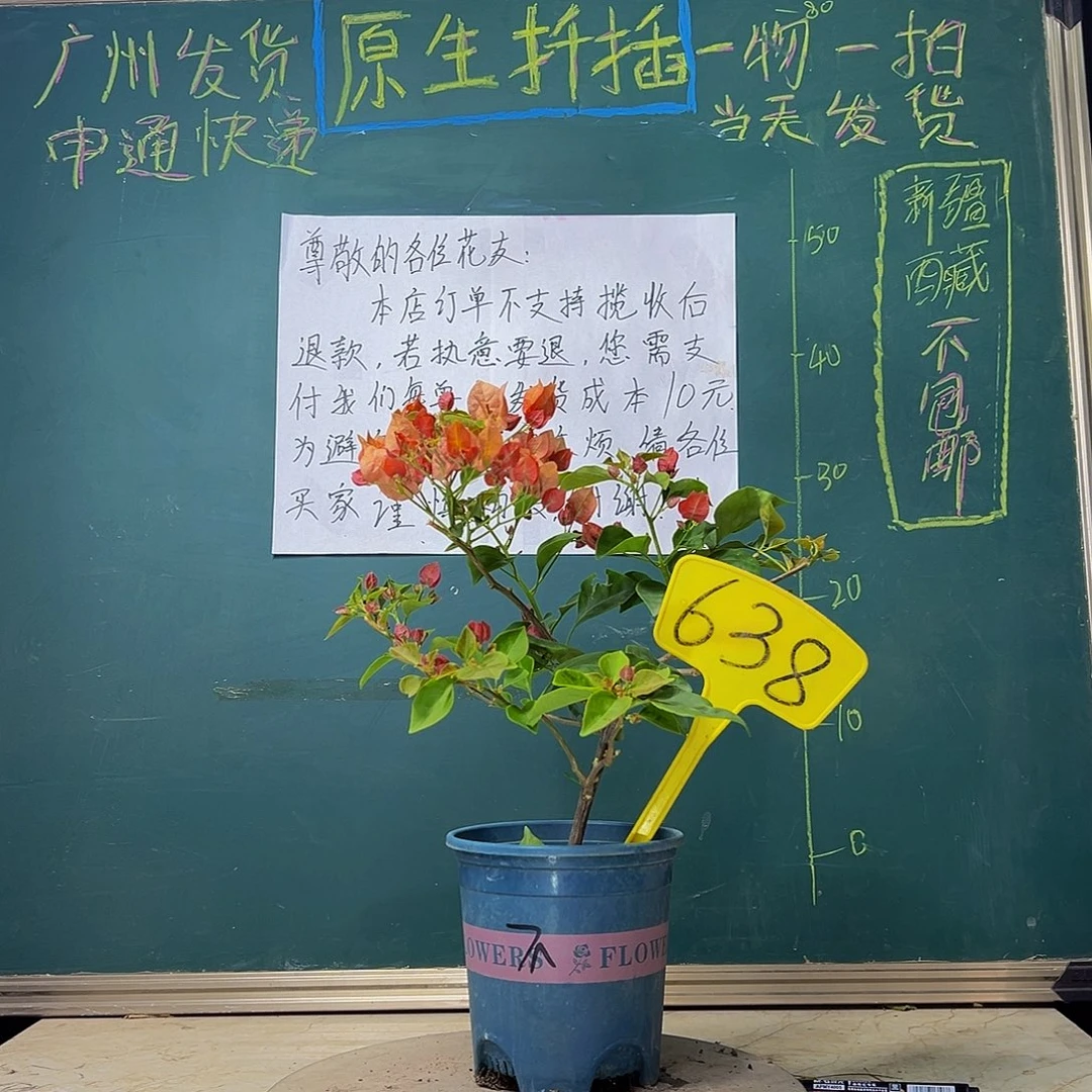 当前无花栽培后可以开花炸 不甜西瓜638