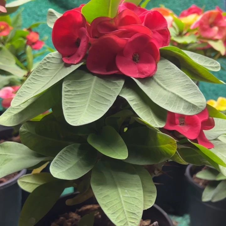 泰品扦插一物一拍