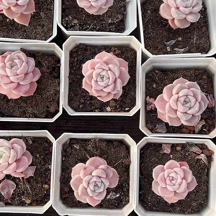 两盆。     兔兔糖