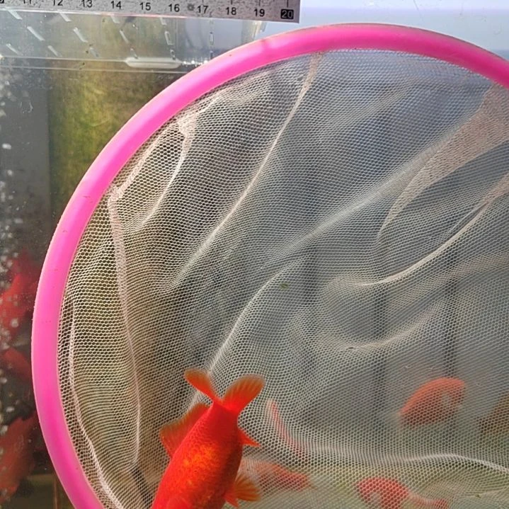 龙睛金鱼短尾草金冷水鱼
