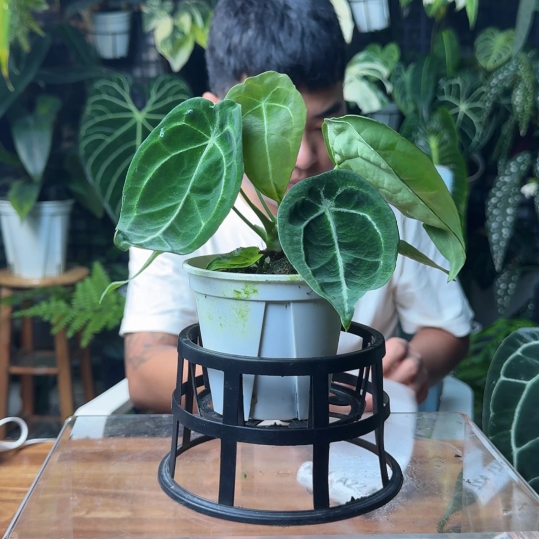 蓝***色无花朵一物一拍A11