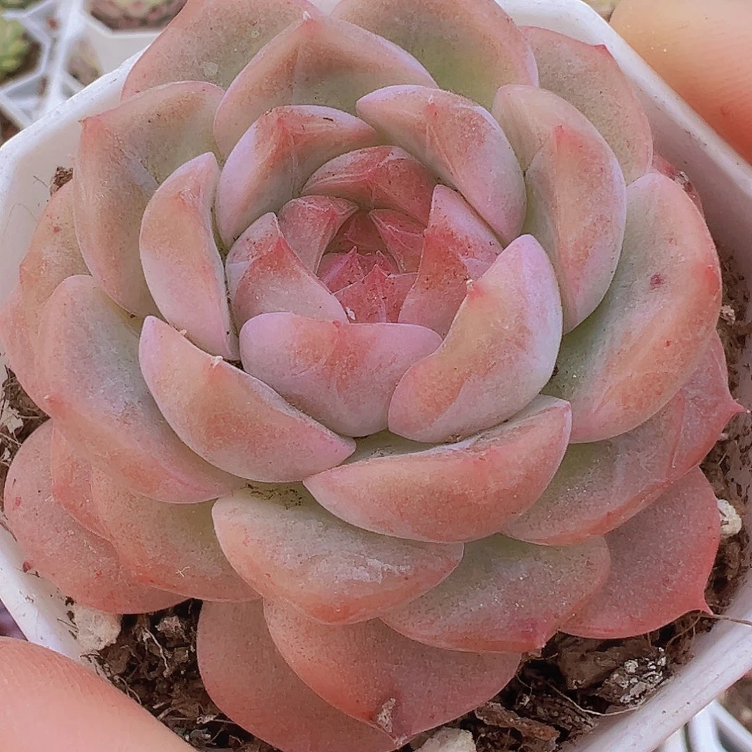 冰花女郎19包邮多肉植物