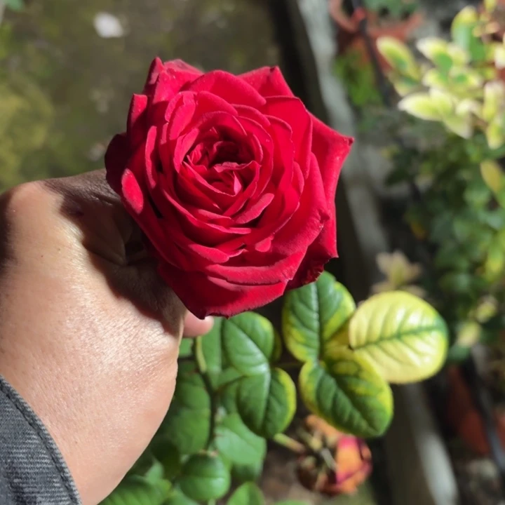 无花朵红慕一加仑