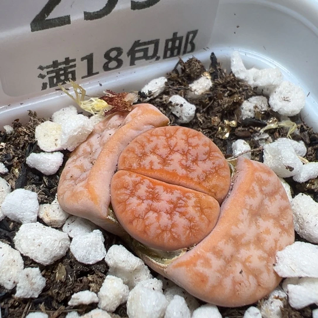 【闪购商品】 293。