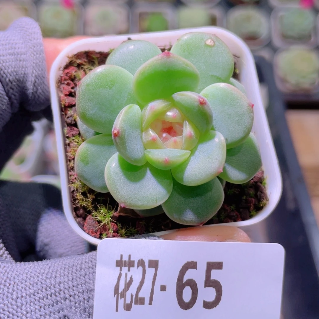 花利美27-65珍妮