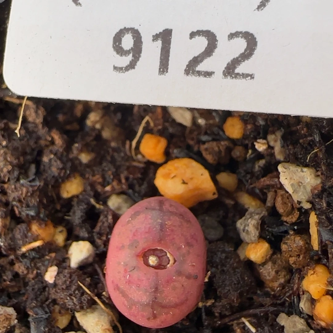 9211。默认脱土。18包邮。偏远88包邮