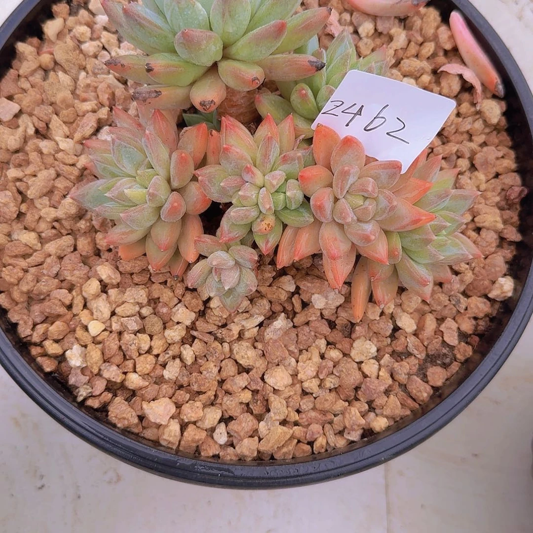 L***y2462小红蛋多肉植物
