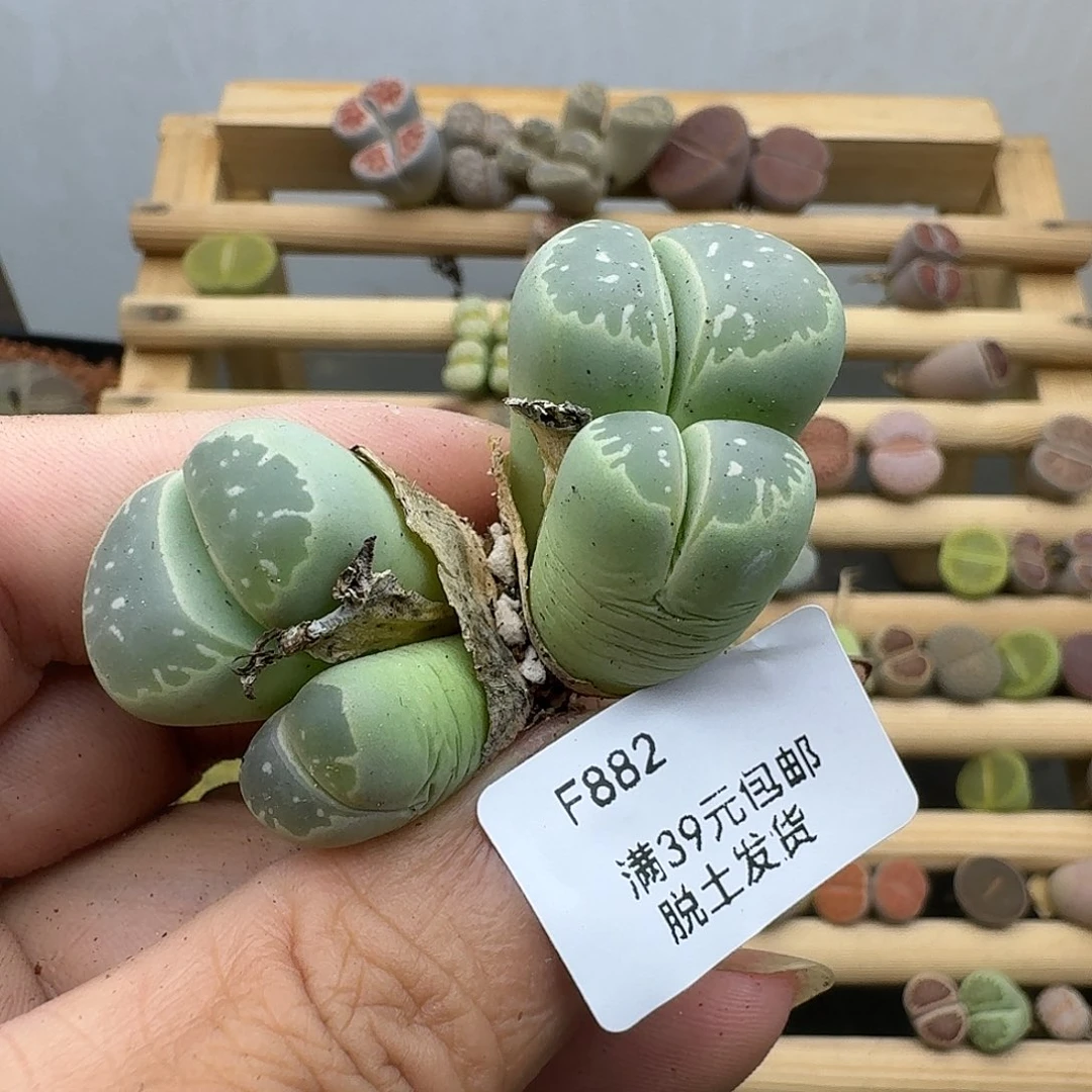 882多肉哈哈哈哈哈哈哈哈