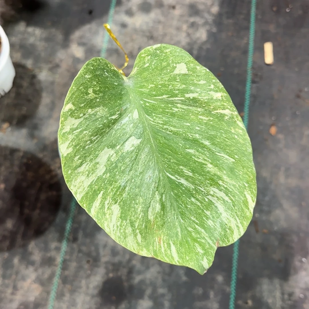 无花朵ㅤ***ㅤ绿雪单叶c4