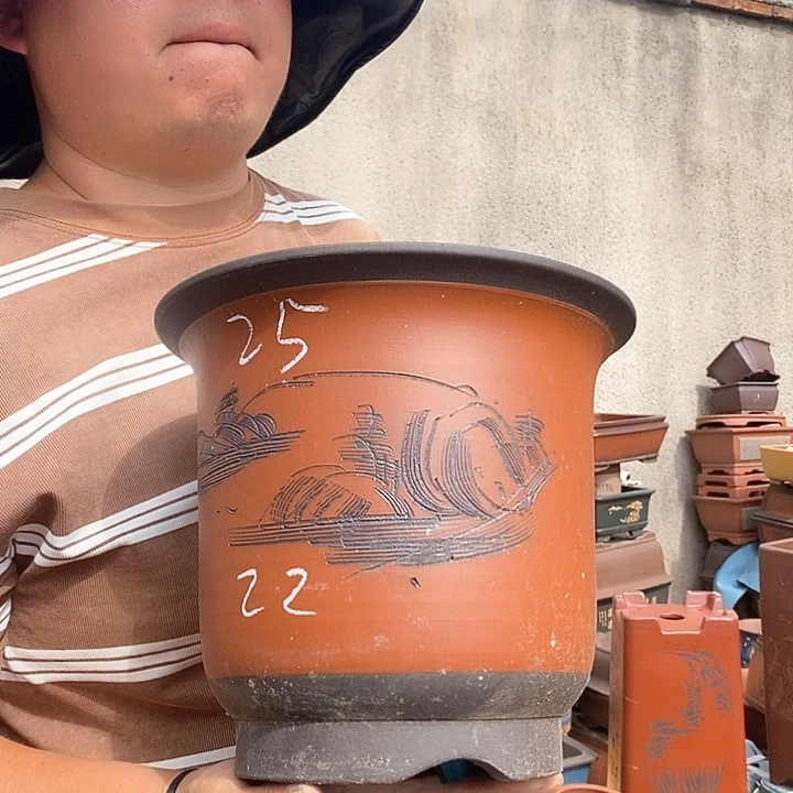 紫砂花盆盆栽植物观赏