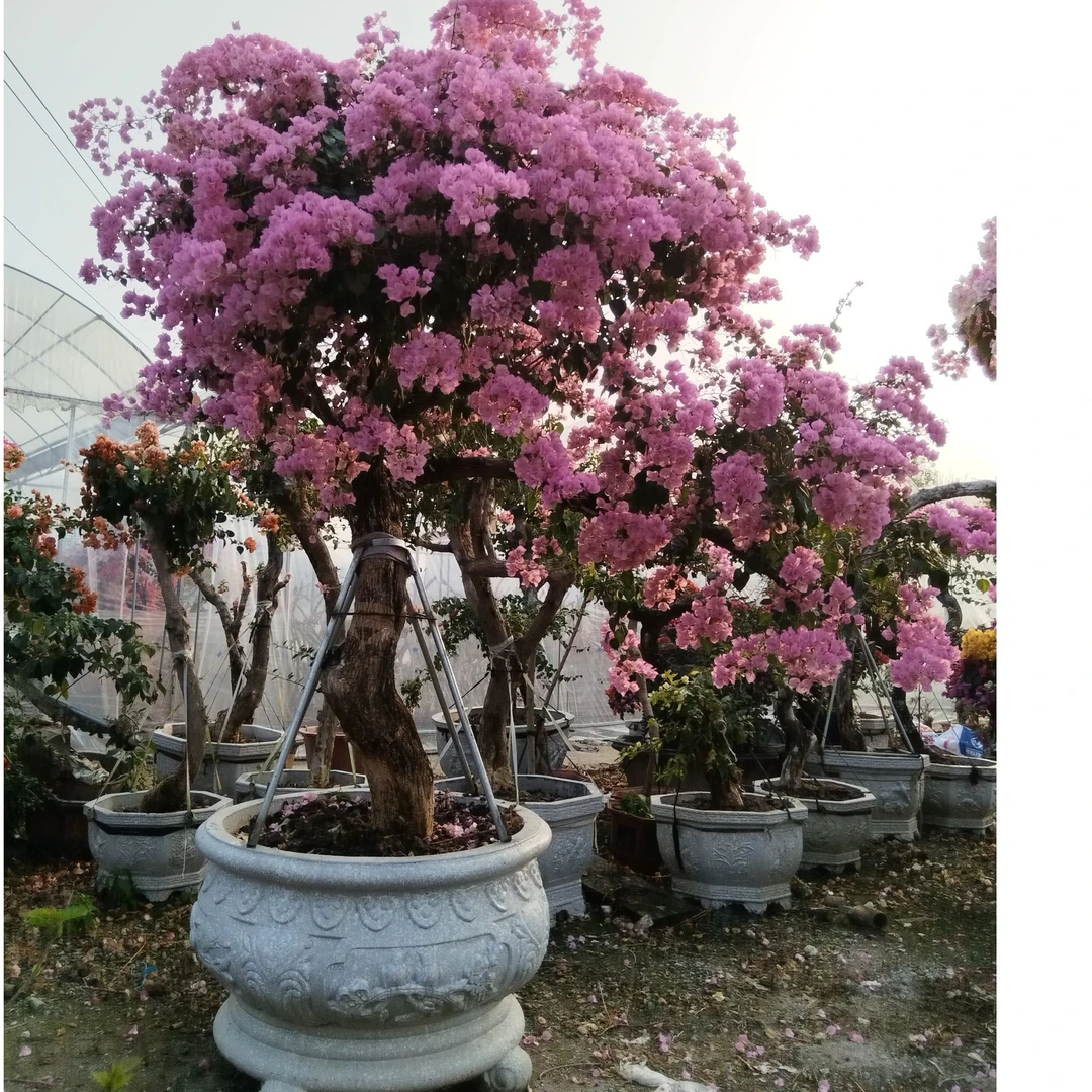 暗斑丽人三角梅勤花桩景