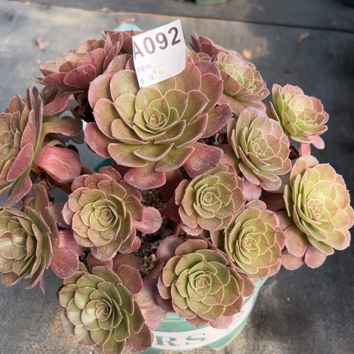 092花月夜25厘米左右