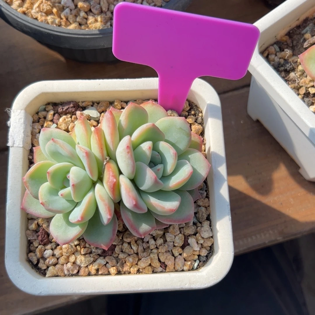 特价泡芙111111111111