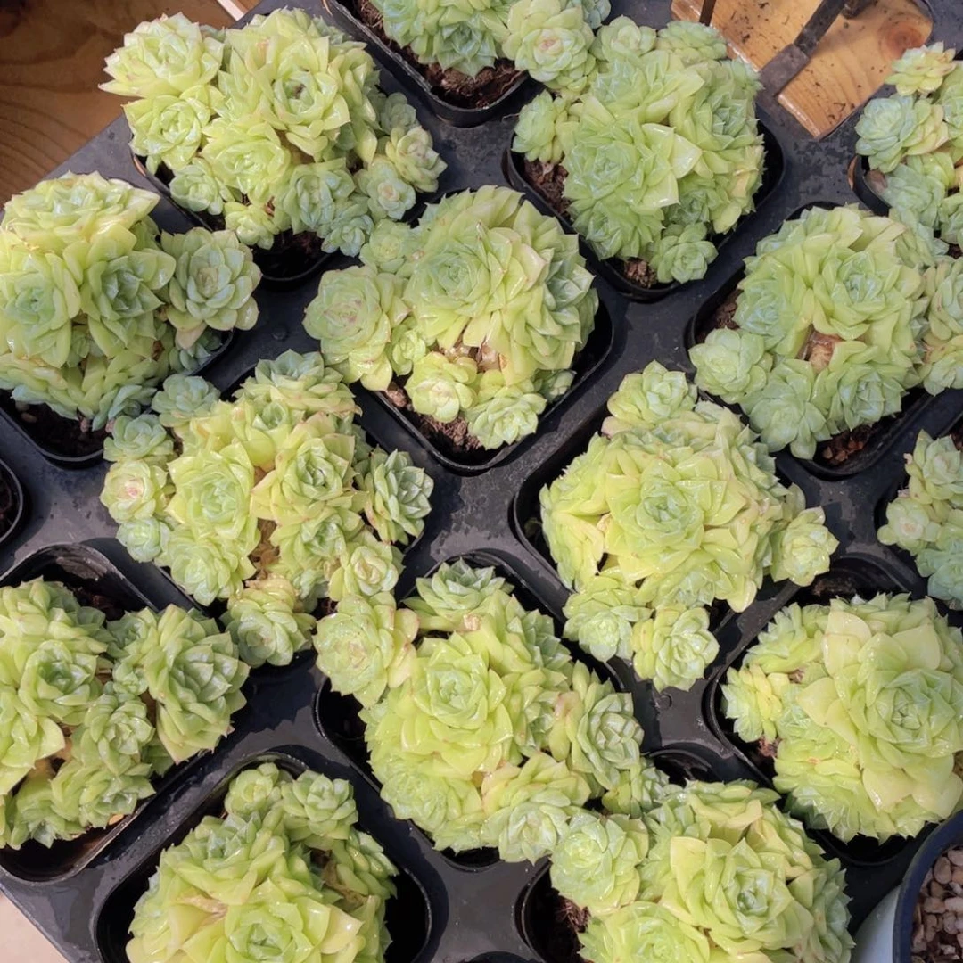 771号 白天鹅麦秆群生一个