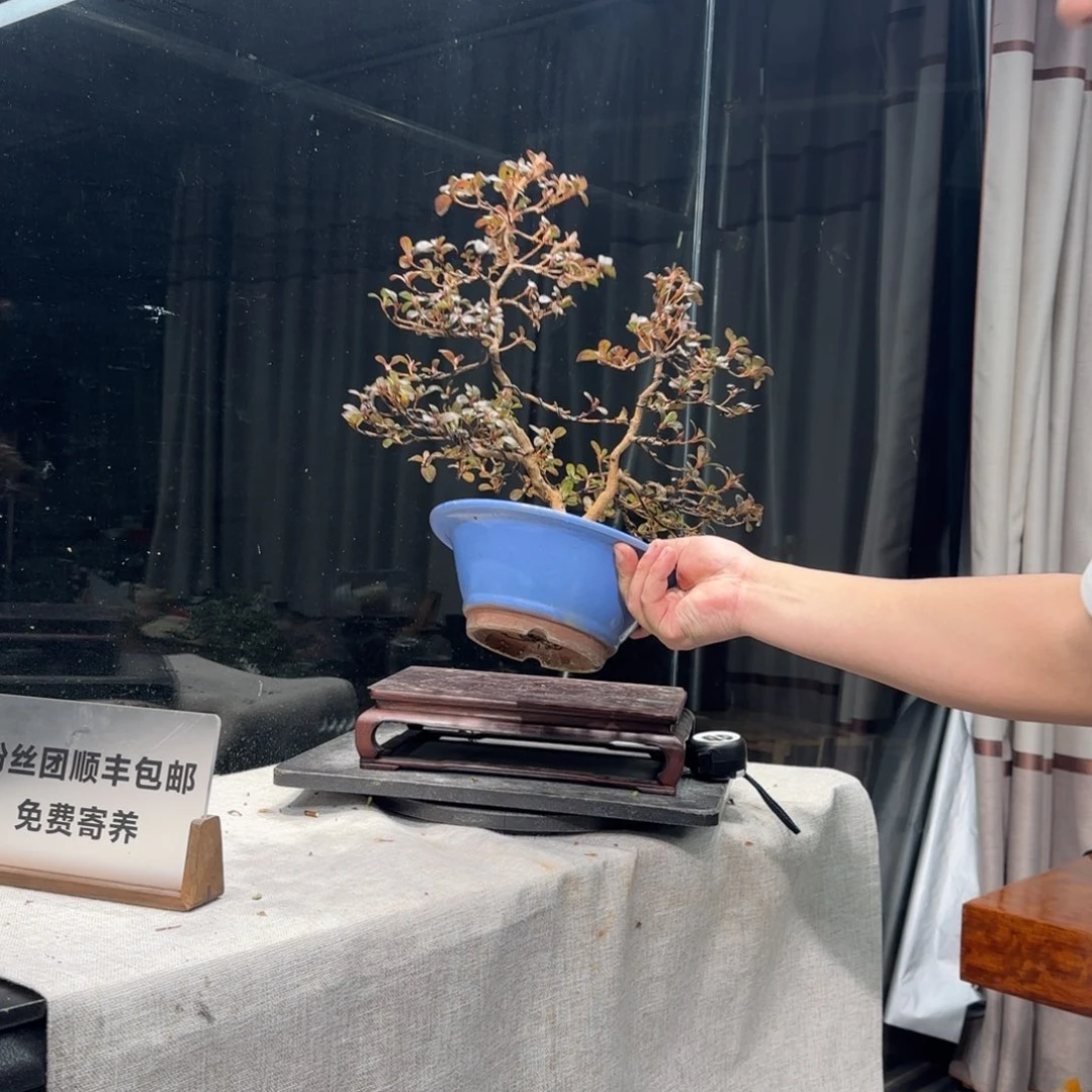 这****来花卉苗木花卉苗6715