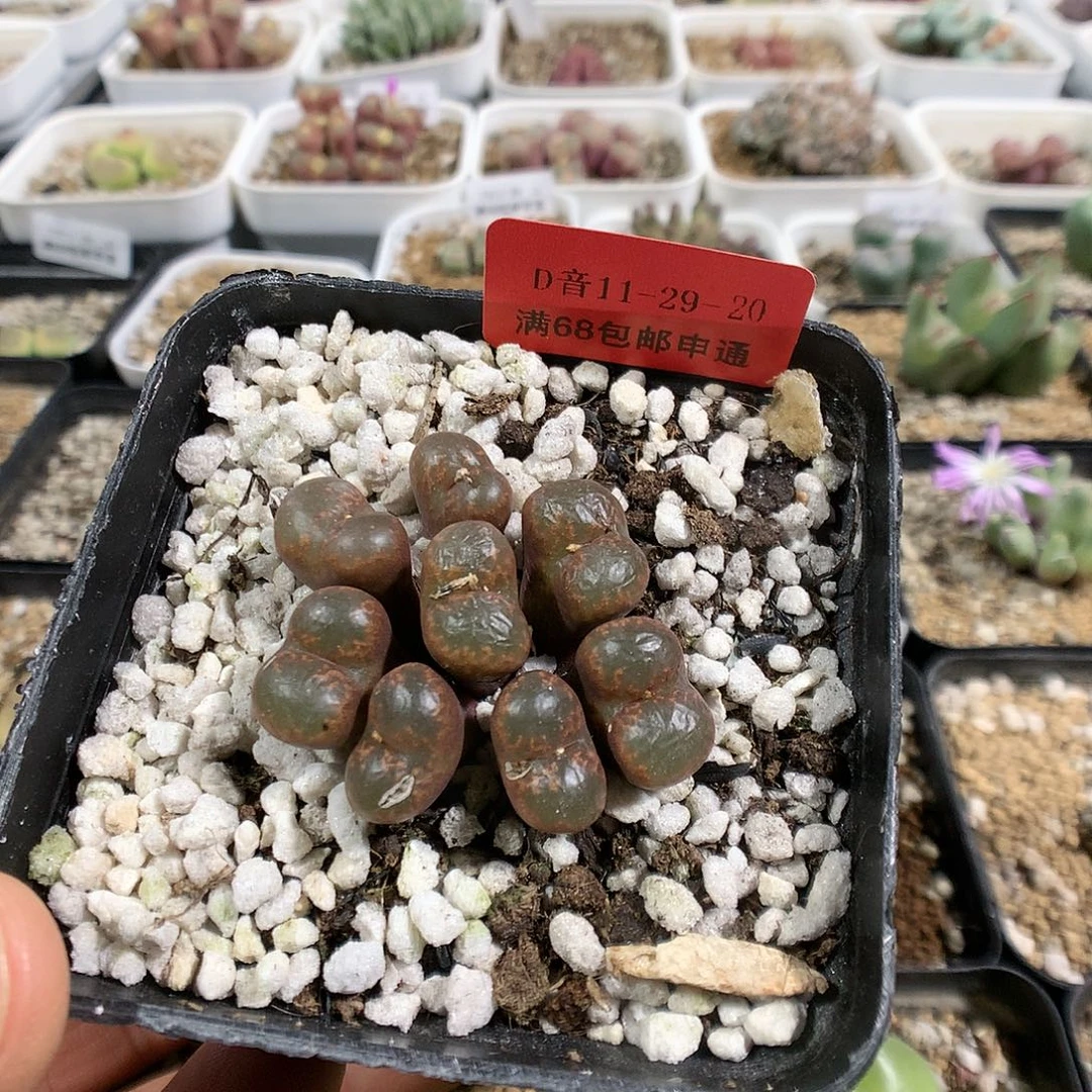 11-29-20     瑕疵勋章